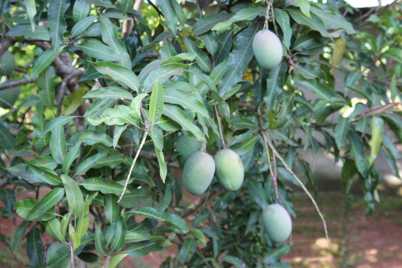 Banda Lodge Masaka Bagian luar foto
